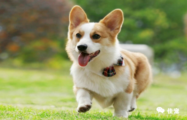 柯基幼犬一只多少钱?新手养柯基需要注意什么