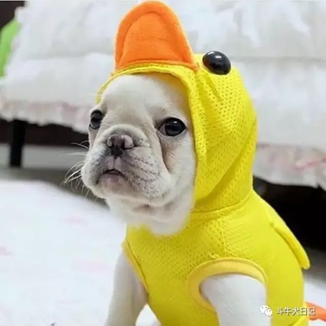 ȳͼƬ:ɰĶţȮ,ÿһŶʺͷ