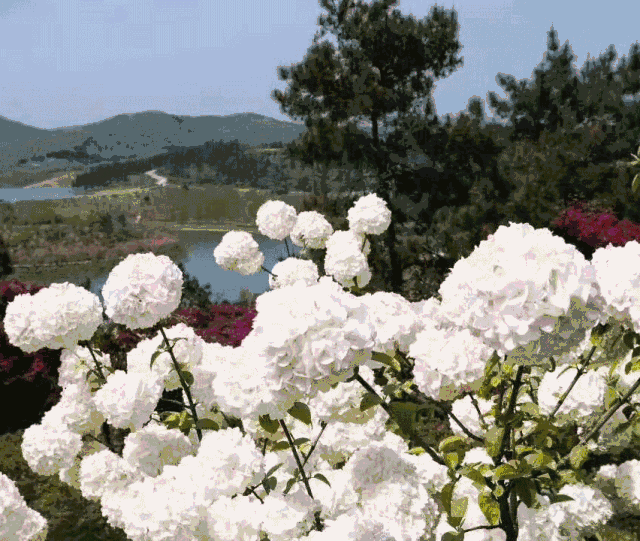 一卡在手 赏遍四季美景, 玩转每个角落 春有百花争艳, 山茶,杜鹃,樱花