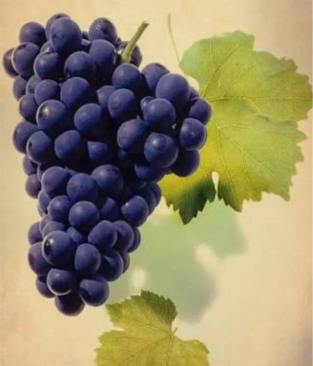 给葡萄品种起名字,谁都别和晚清文人比!