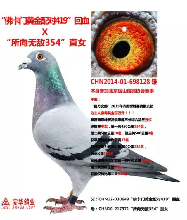 第一关533名,第二关6名,第三关10名 安华鸽业荣获山东德州顺翔赛鸽