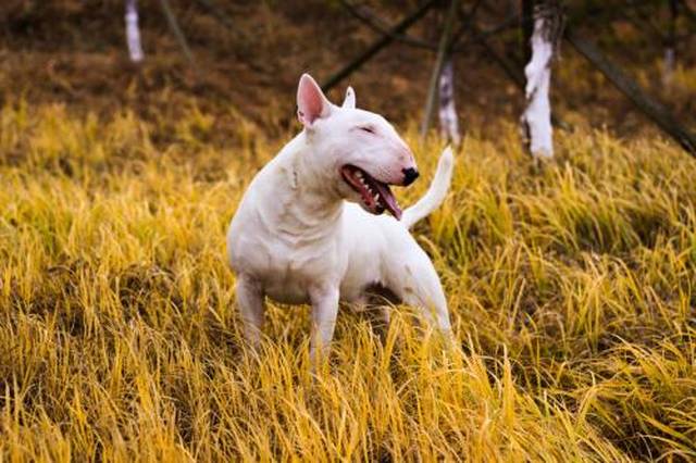 牛头梗犬口腔炎防治:病因:导致牛头梗犬口腔炎发生的原因很多,主要