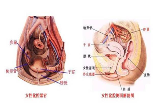 性降低,全身抵抗力比平时差 生殖器中子宫内膜脱落出血,子宫口张开