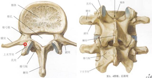 【收藏】最全胸腰椎椎弓根置钉技术汇总