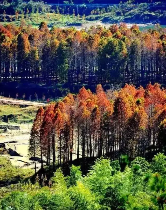 万山红遍,层林尽染,整齐排列的红杉树,一棵棵高耸入云,在初冬的日子里