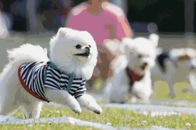 还有精彩纷呈的萌宠活动 前方高能!