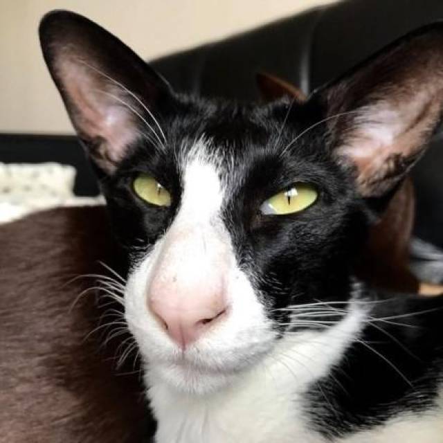 原来大家口口声声喊的"孙红雷猫"是东方短毛猫!