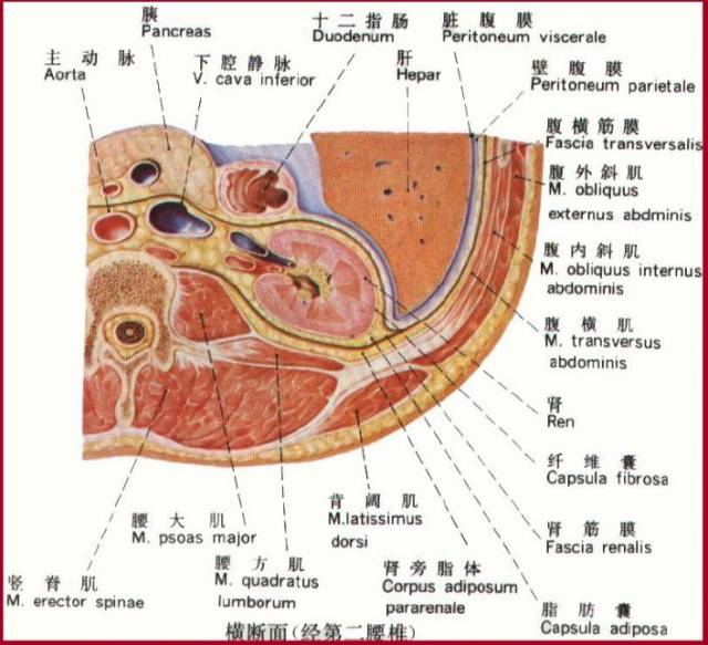 解剖丨腹膜后间隙(包懂包会!)