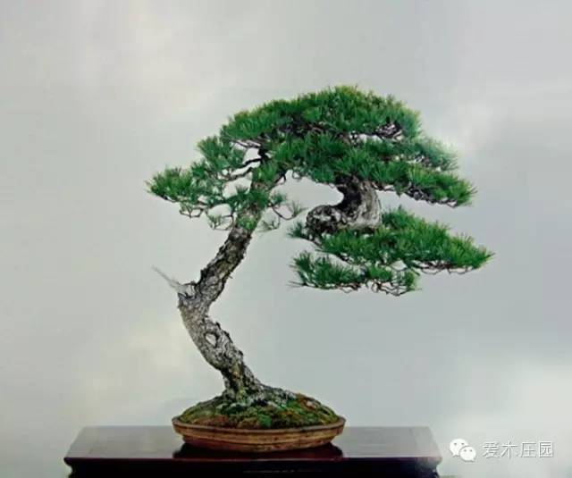 (实战)松树盆景修剪整型要点