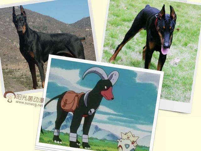 《宠物小精灵》里的三大"犬"神奇宝贝的现实原型你都见过吗?