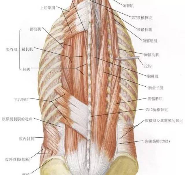 浅表大肌群—腰髂肋肌,最长肌,胸棘肌等 起于骶骨背侧面,腰椎乳突