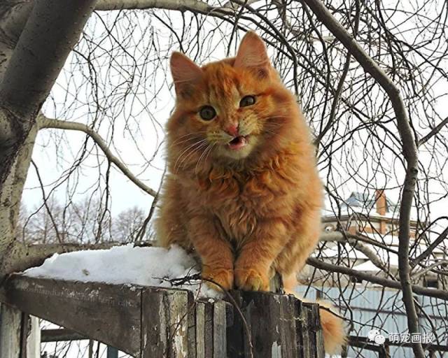 来自俄罗斯西伯利亚的胖橘猫,威武霸气!