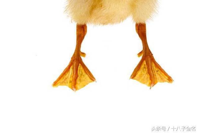 鸭子主要在水中生活, 鸭脚的三个前趾之间有皮膜相连称为蹼;它的胸,腹