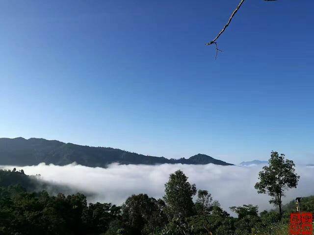 忙肺位于永德县,永德县主要有忙肺和大雪山两大产茶地.