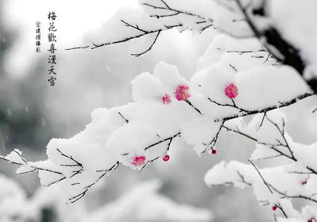 为什么踏雪才寻梅?