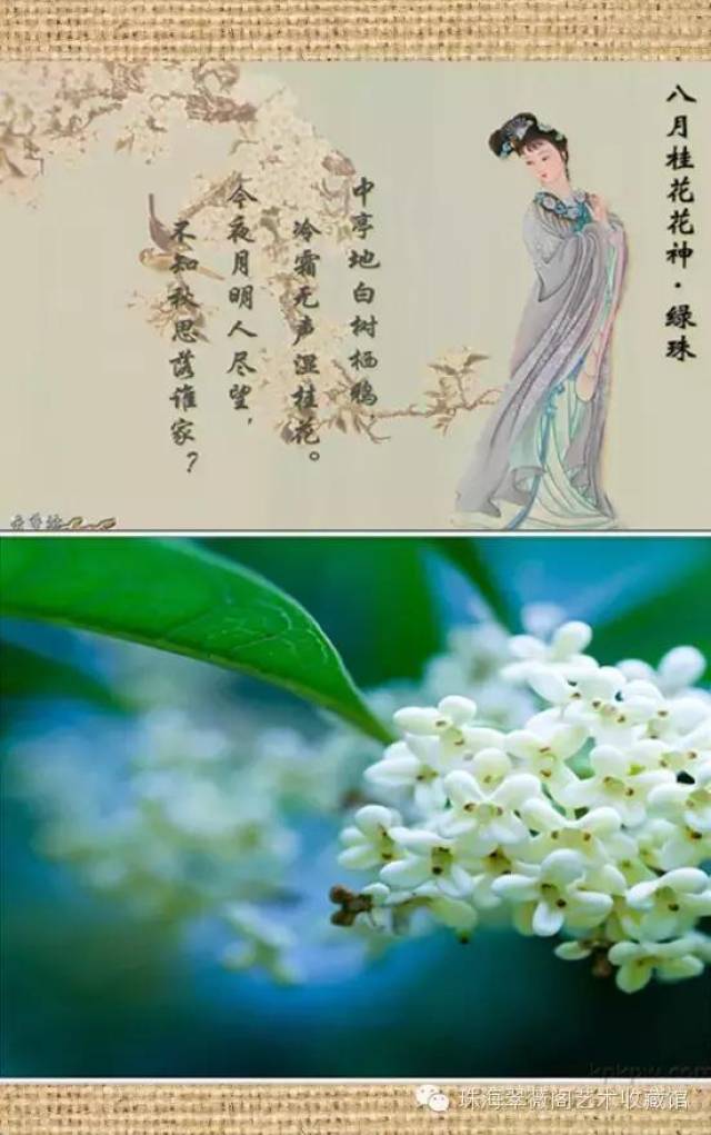 八月桂花人团圆(花神绿珠)