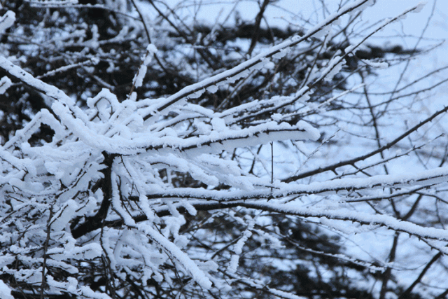 恒有料 | 下雪啦!成都人民周末都去哪儿看雪?