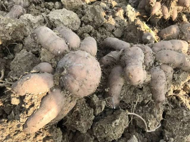阳江爱用"番芋头"煲汤的注意啦!想不到.