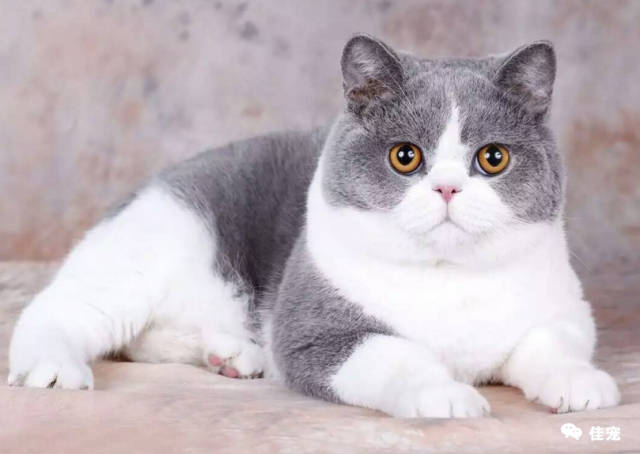 养猫手册:怎么养好英短蓝白猫?