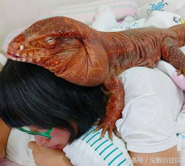 美国女子把一只巨型蜥蜴当宠物饲养