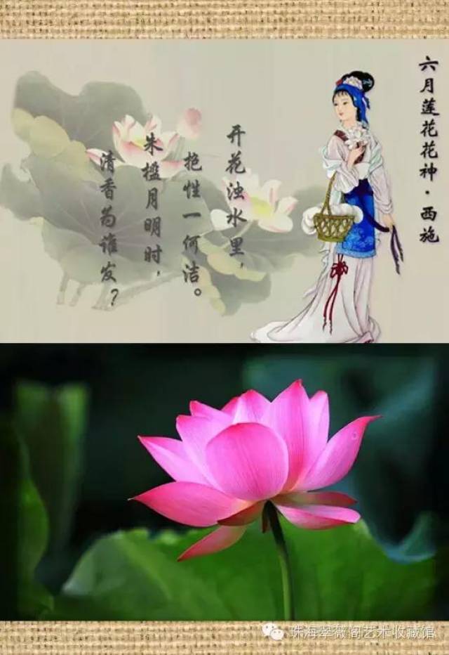 六月荷花亭亭立(花神西施)