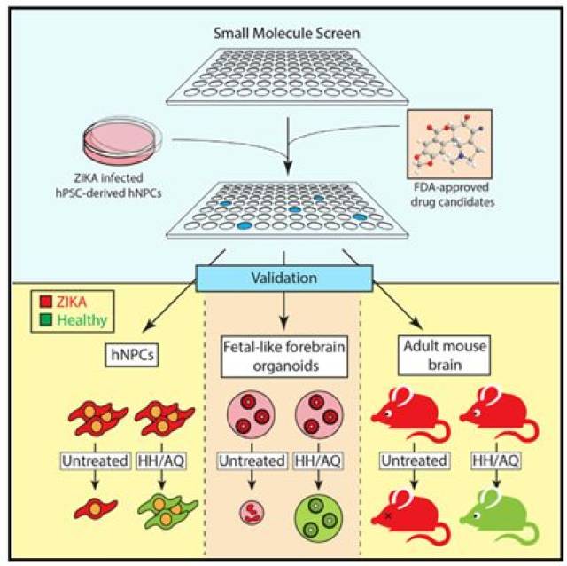 文献解读 | 利用ips细胞来源的神经前体细胞进行寨卡病毒药物筛选