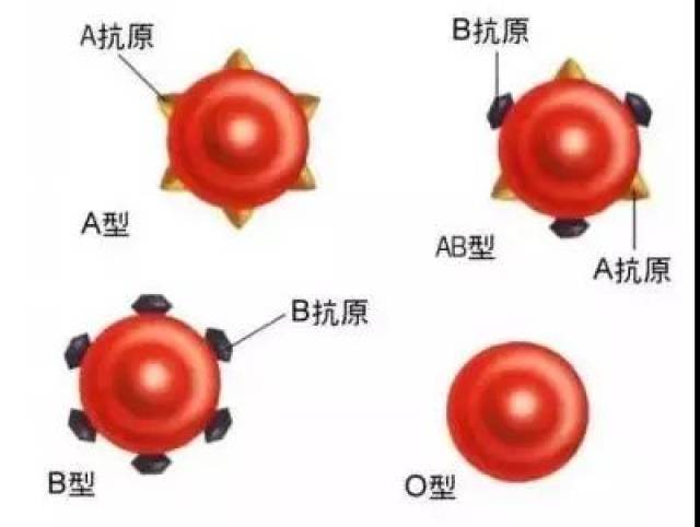 【冷知识】弄明白ABO血型很了不起?说来惭愧