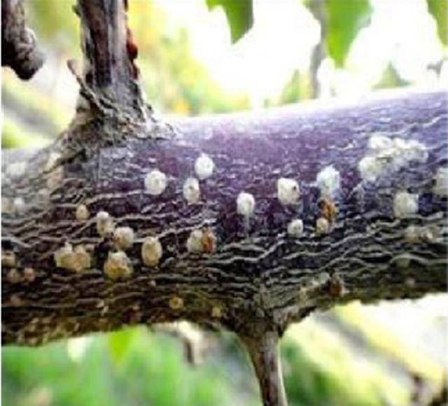 杏树栽培技术|杏树主要病虫害及防治