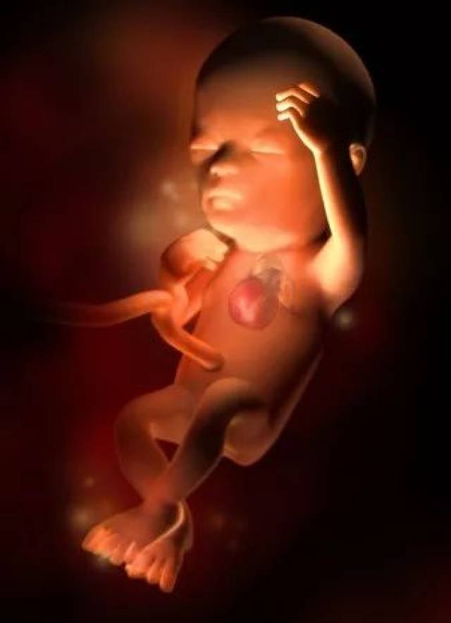 本周胎儿身长约76毫米,体重比上周稍有增加.