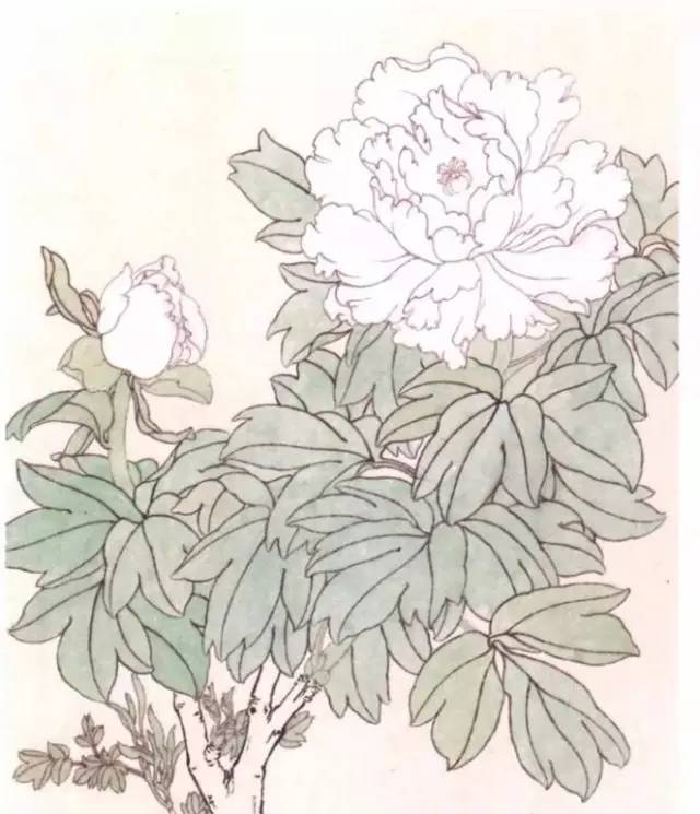 国画基础教学:工笔牡丹