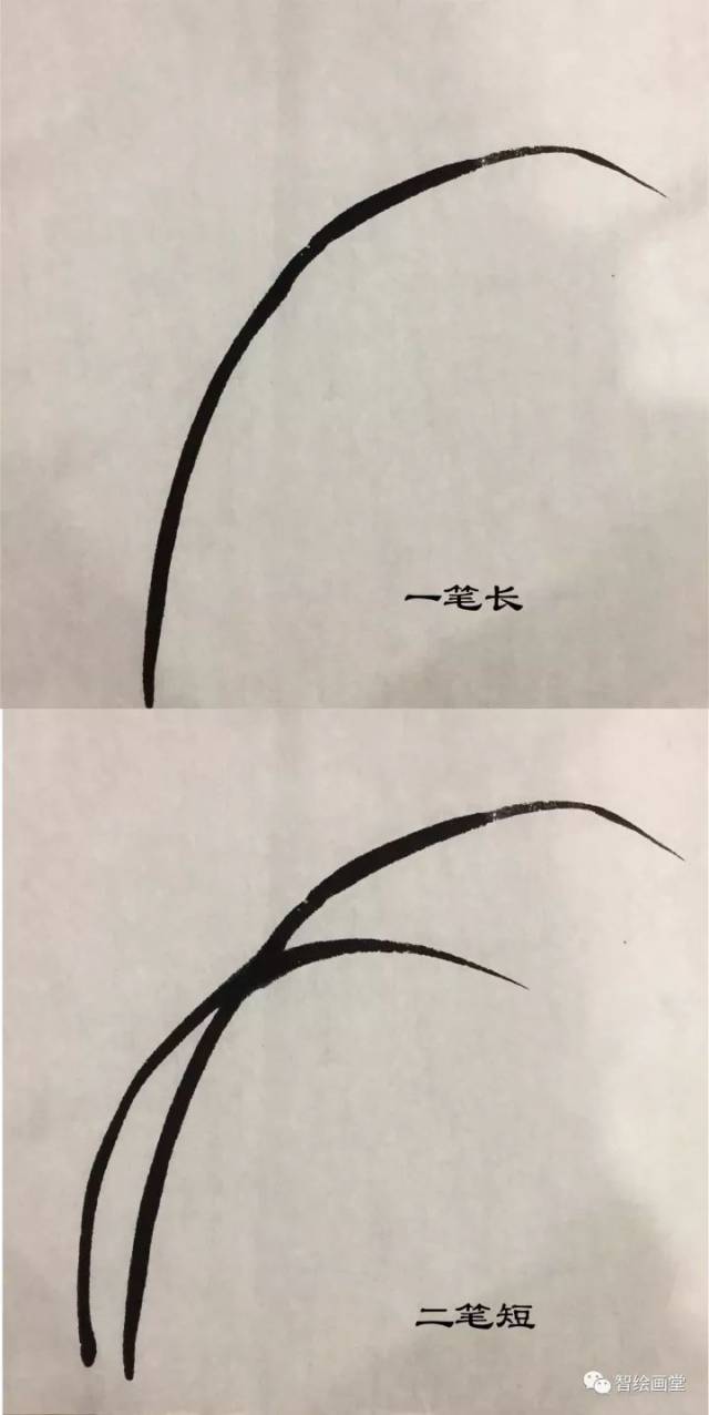 兰草的画法(附视频)