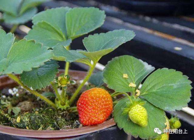 草莓种不活多因受真菌之害,如果同时也种上点真菌克星