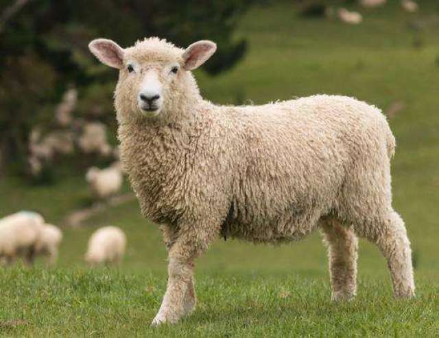 十二生肖属羊出生年份