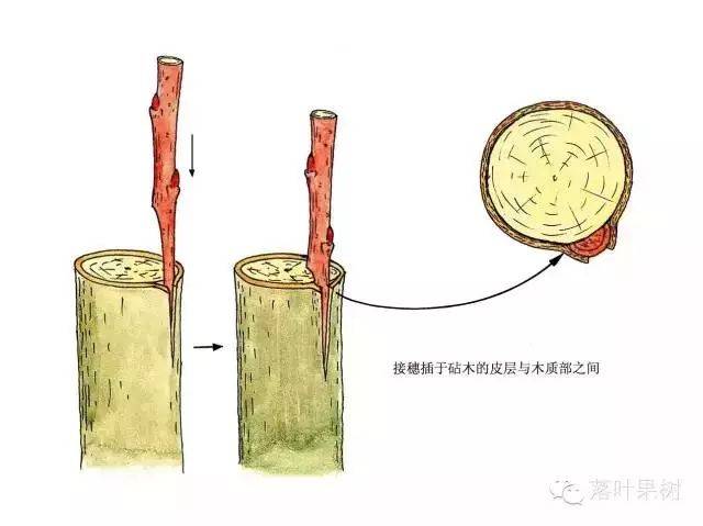 插皮嫁接方法大介绍!砧木离皮而接穗不离皮