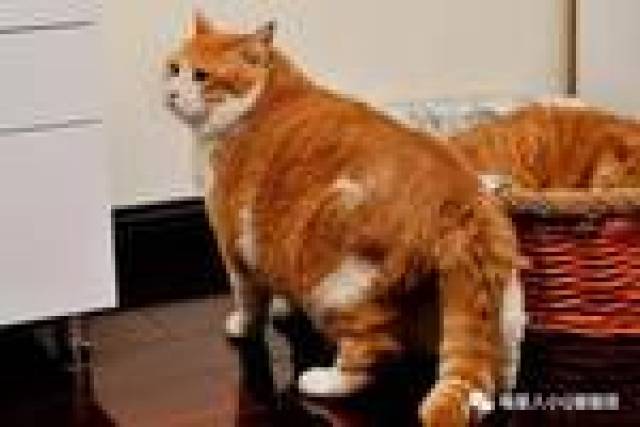 猫咪吃东西后呕吐是怎么回事?猫咪呕吐怎么办