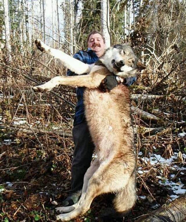 北美灰狼,现存最大的狼种.
