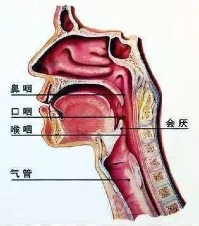 【三院·科普】感冒嗓子疼痛,别忘记还有急性会厌炎