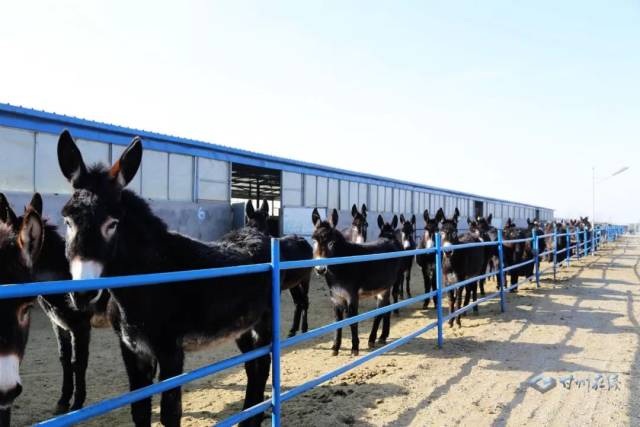 【新时代新气象新作为】甘州区肉驴养殖特色产业链正兴起