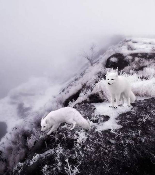 下雪天,苏州惊现傲娇白狐!难道是青丘的姑姑下凡来历劫了?