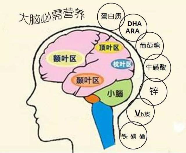 关于学龄前儿童的智力发育看这一篇就够了