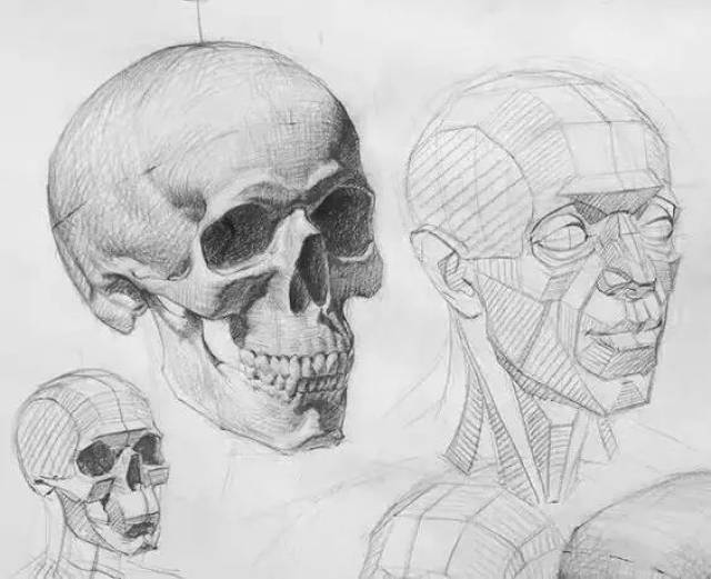 素描头骨结构_狗鼻子结构_狗子宫结构-圈子花园图片