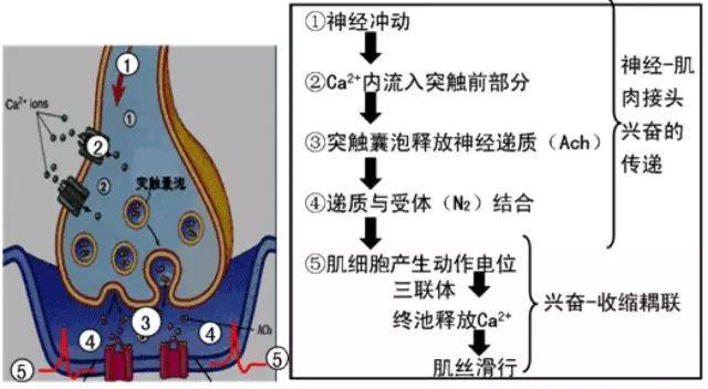 四,肌细胞的收缩(一)神经—肌肉接头兴奋传递与兴奋-收缩偶联