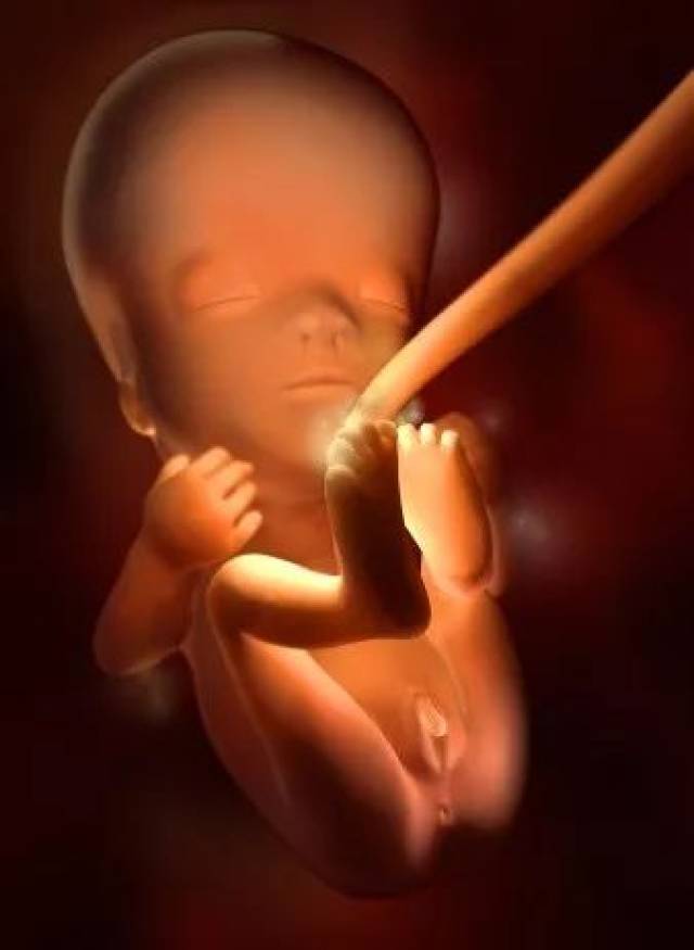 神奇的孕育各阶段胎儿的发育图