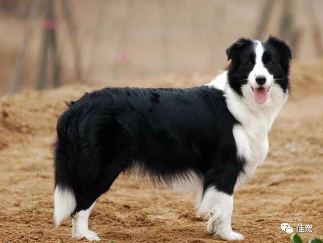 教你如何挑一只品相好的边牧(新手必看)