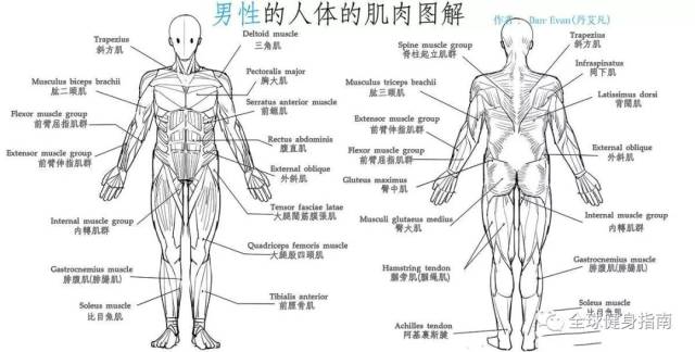 人体有639块肌肉