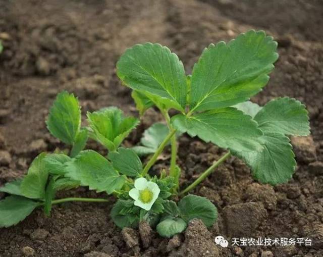 植物生长调节剂在草莓上的应用