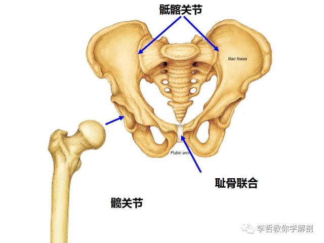 我们骨盆有三个关节