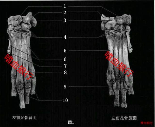 狼掌骨简析与狼髀石如何辨别左右