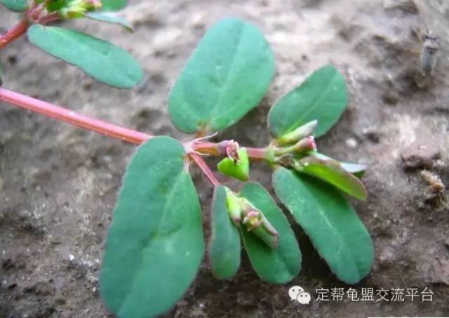 石金钱龟精神不振,食欲减少,粪便不成形;严重时呈蛋清状,黑色或生猪肝