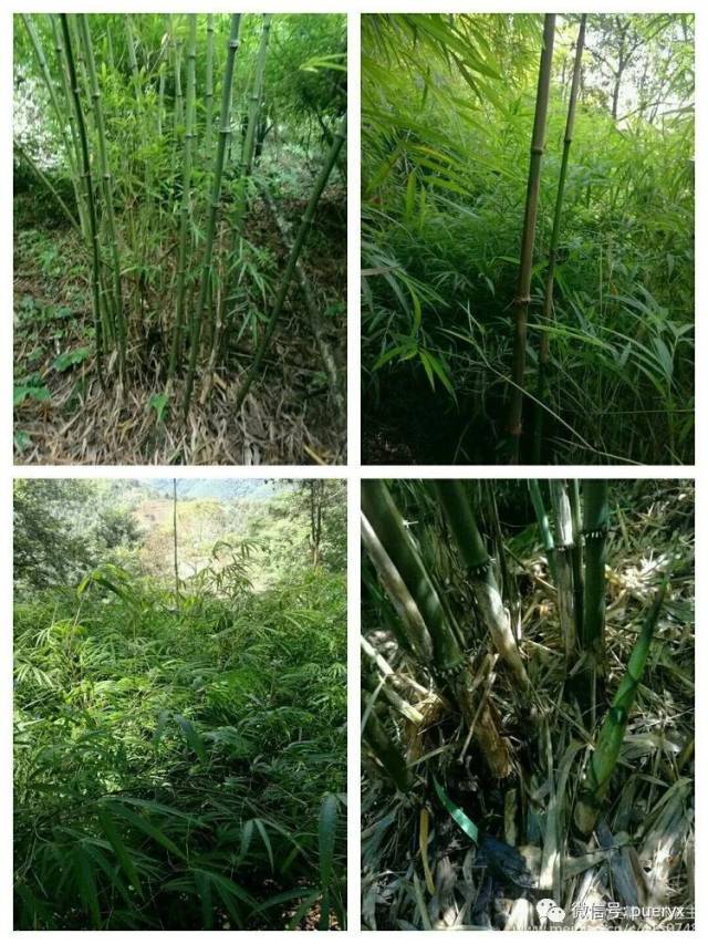 黎明仙人刺竹笋,普洱乡村的味道